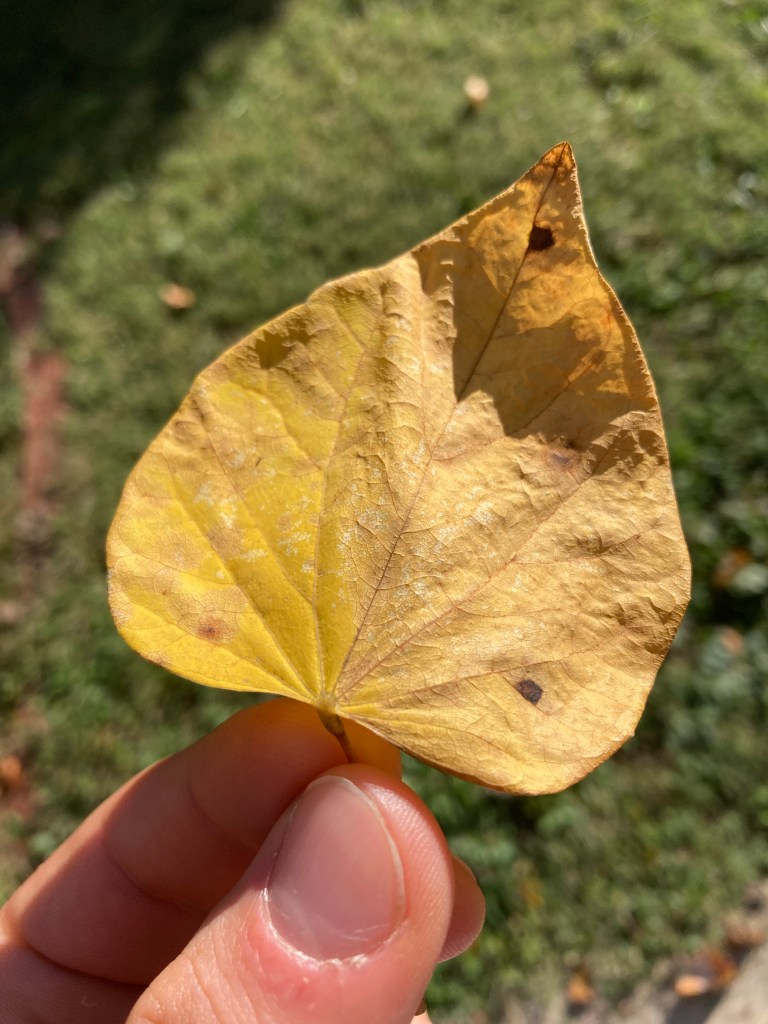 leaf